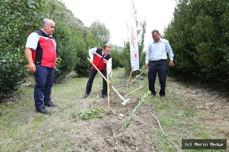 ULA’DA DEFNE HASADI VE FİDAN DAĞITIMI ETKİNLİĞİ DÜZENLENDİ
